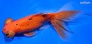5.25" TELESCOPE FANTAIL GOLDFISH