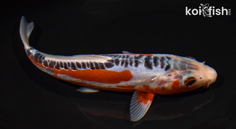 8.25" HI SHUSUI