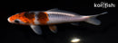 5.75" HI ASAGI