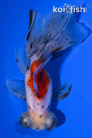 5.5" CALICO TELESCOPE GOLDFISH