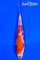 5.25" KOHAKU