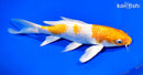 9" HARIWAKE BUTTERFLY