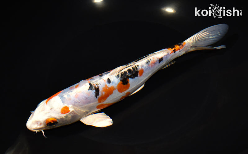 7.75" HEISEI NISHIKI