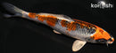 6.25" KUJAKU