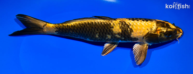10.5" KIN KI UTSURI