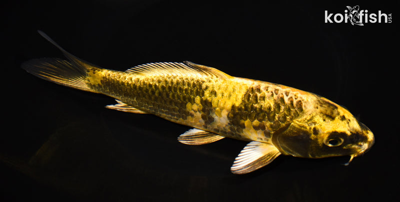 8.25" KIN KI UTSURI