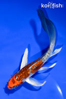 5.5" BENI KIKOKURYU BUTTERFLY