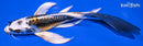 7.25" KIN KIKOKURYU BUTTERFLY