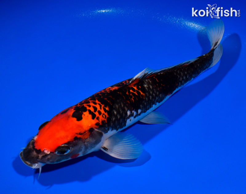 11.5" GOSHIKI