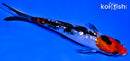 5.75" GINRIN SANKE