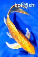 6.5" GINRIN YAMABUKI OGON BUTTERFLY