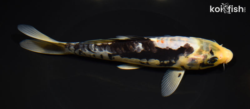 8" ARAGOKE BENI KUMONRYU