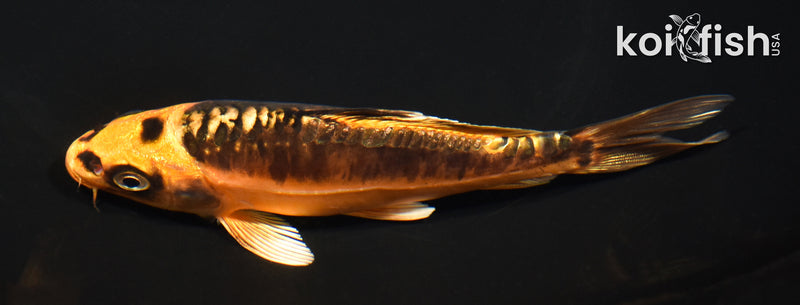 5.5" BENI KIKOKURYU