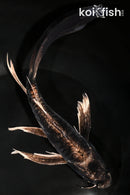 8.25" KIKOKURYU BUTTERFLY
