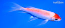 5.75" KOHAKU BUTTERFLY