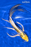 10.25" KIN KIKOKURYU BUTTERFLY