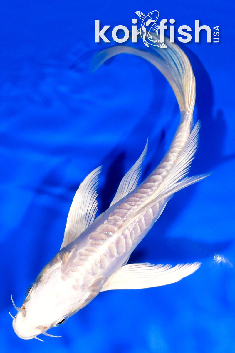 7.5" ARAGOKE PLATINUM OGON BUTTERFLY