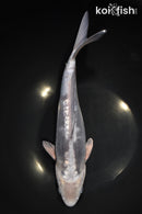 12.25" DOITSU OCHIBA SHIGURE