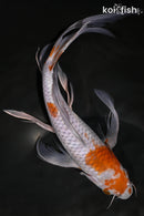 11" OCHIAB SHIGURE BUTTERFLY