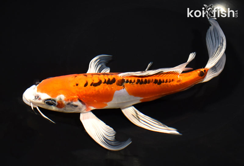 8" DOITSU ORENJI MATSUBA BUTTERFLY
