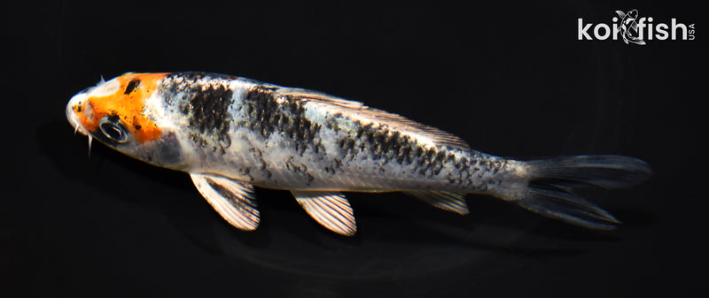 5.5" YAMATO NISHIKI