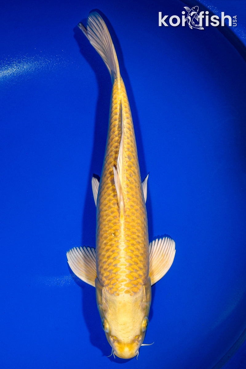 13.75" YAMABUKI OGON