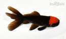 4" ORANDA GOLDFISH