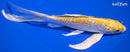 7.25" GINRIN LEMON HARIWAKE BUTTERFLY
