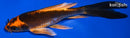 5.5" KIN ORENJI MATSUBA BUTTERFLY