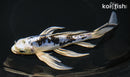 8.25" DOITSU GIN SHIRO BEKKO BUTTERFLY
