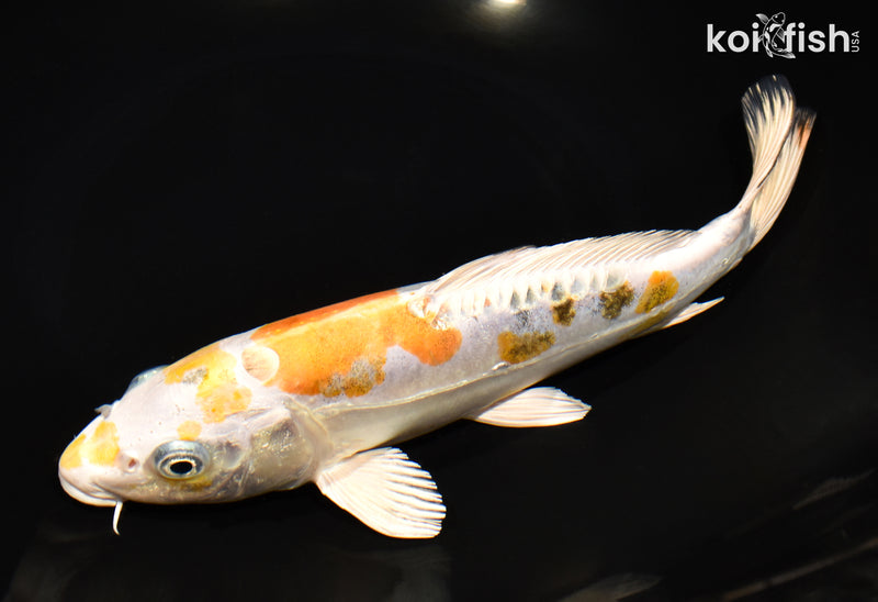 9.75" HEISEI NISHIKI