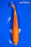 7.75" ORENJI OGON