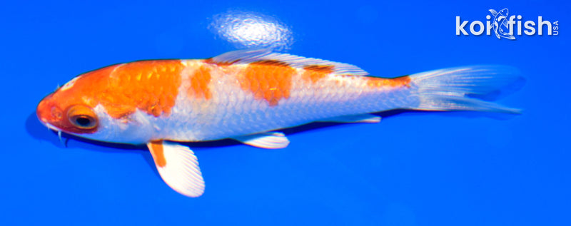 5" HARIWAKE