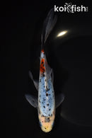 8" SHUBUNKIN GOLDFISH