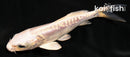 4" DOITSU PLATINUM OGON