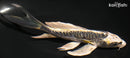 6" KIN KIKOKURYU UBUTTERFLY