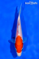 5" KOHAKU