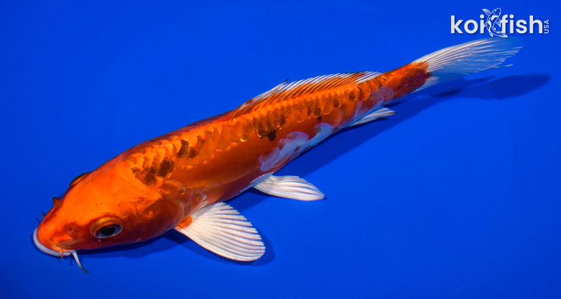 7.5" HEISEI NISHIKI
