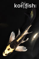 5.5" KABUTO BUTTERFLY