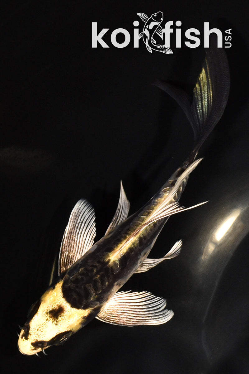 KABUTO BUTTERFLY - Main Image