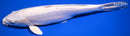 12" DOITSU PLATINUM OGON