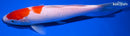 8.25" KOHAKU