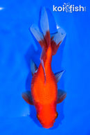 7.25" WAKIN GOLDFISH