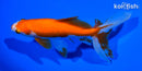 6.5" WATONAI GOLDFISH