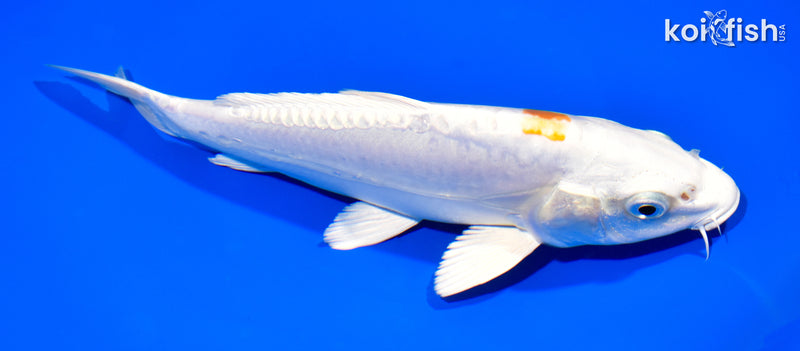 8.25" KIKUSUI