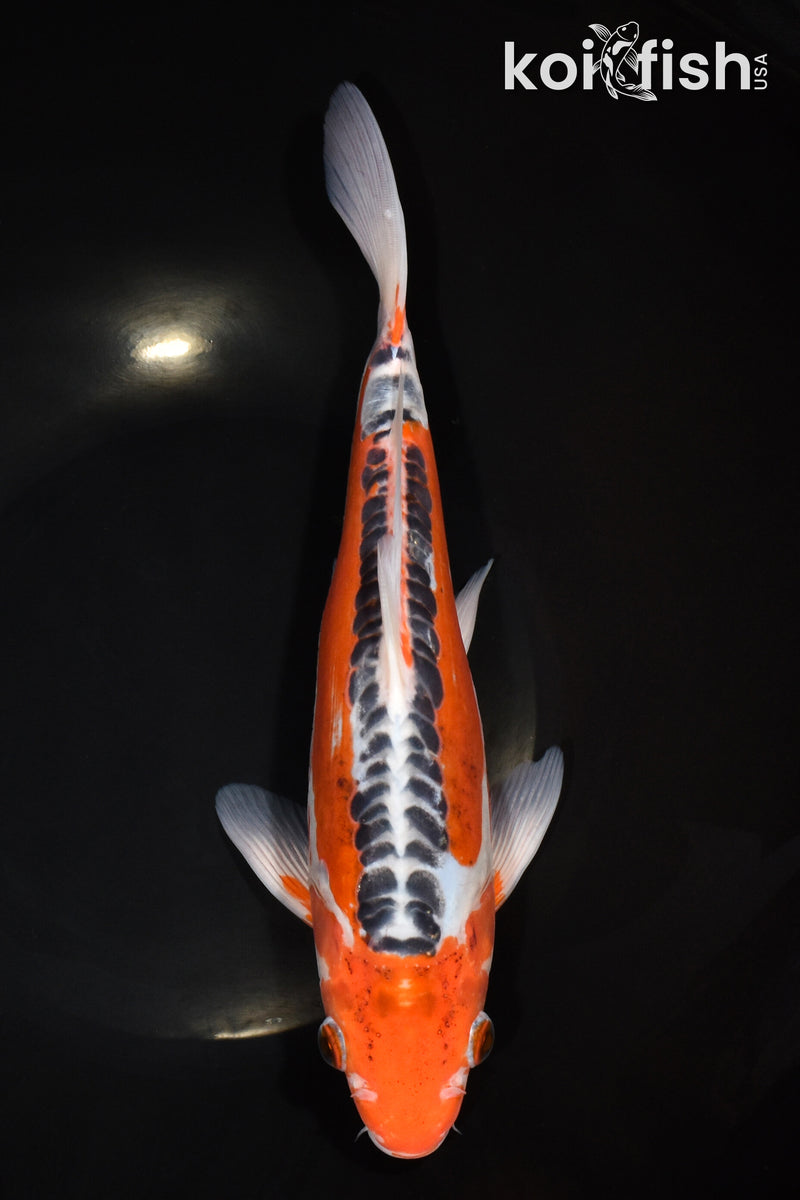 10.75" HI SHUSUI