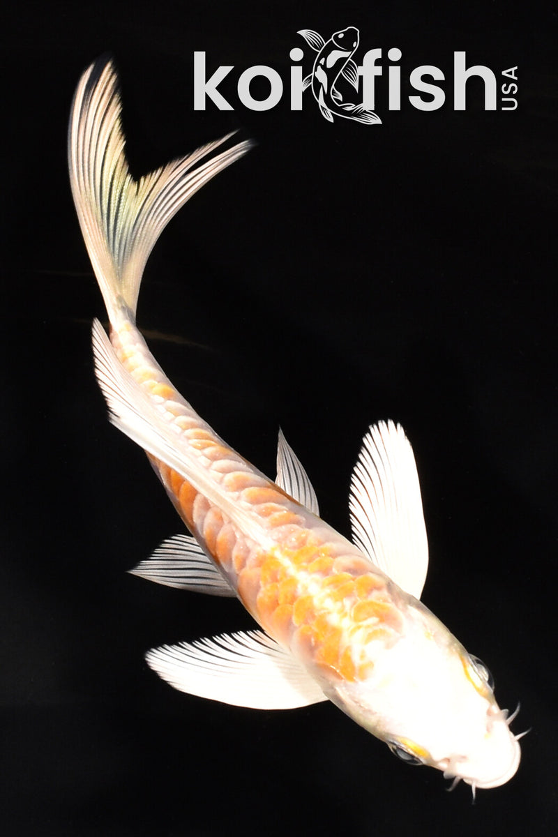 5" ARAGOKE HARIWAKE BUTTERFLY
