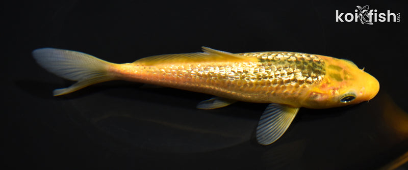 6.75" GINRIN MIDORIGOI