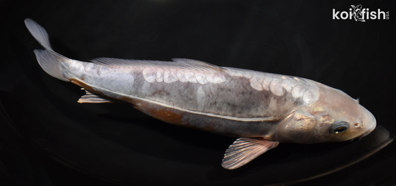 12.25" DOITSU OCHIBA SHIGURE