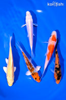 PACK OF (5) 4-5" STANDARD KOI